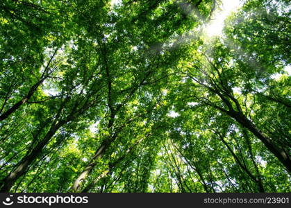 beautiful green forest&#xA;&#xA;