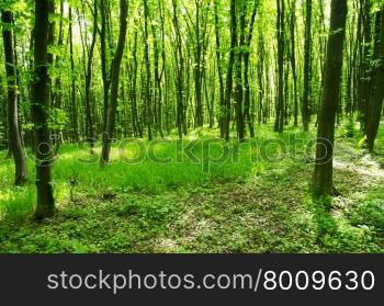 beautiful green forest&#xA;&#xA;