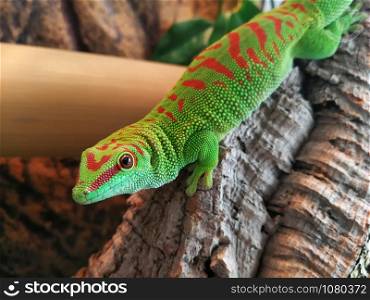 Beautiful green gecko phelsuma.