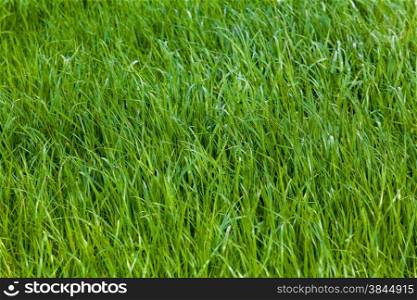 Beautiful green grass. Grass background. Green grass texture
