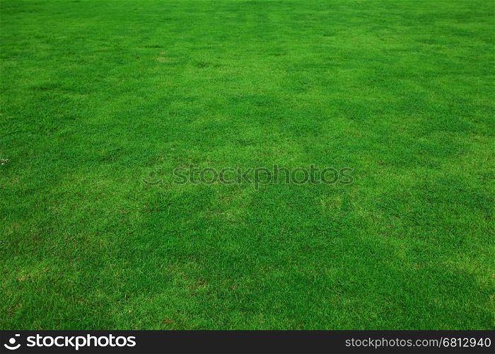 beautiful green grass in garden