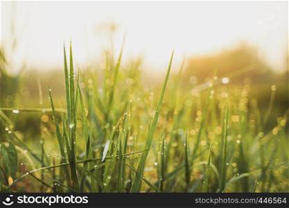 Beautiful green grass in the morning with dew water on the top and sunrise in spring background