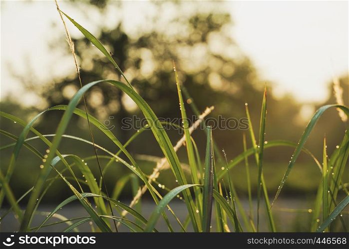 Beautiful green grass in the morning with dew water on the top and sunrise in spring background