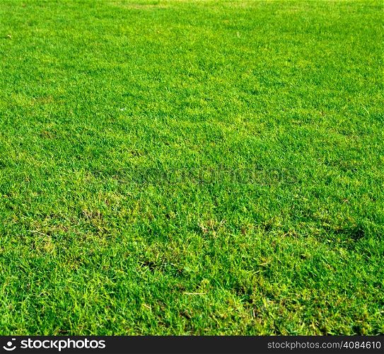 Beautiful green grass of the field