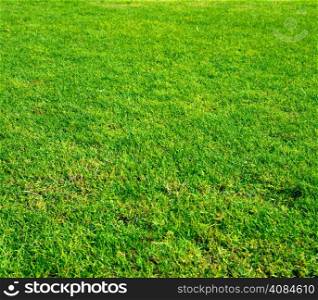 Beautiful green grass of the field