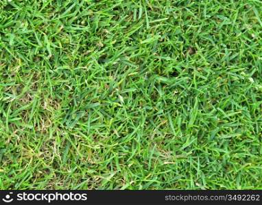 Beautiful green grass perfectly cut for background