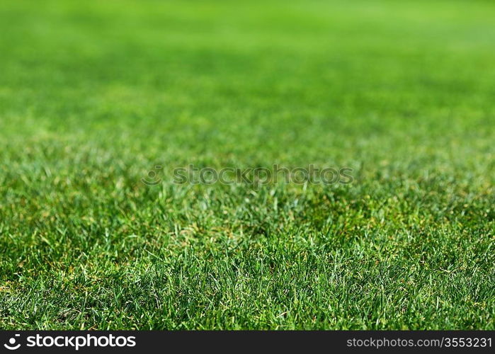 Beautiful green grass texture