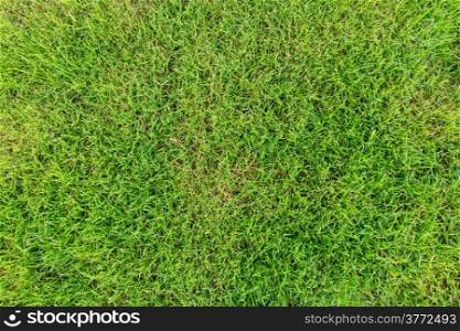 Beautiful green grass texture background