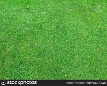 Beautiful green grass texture from golf course