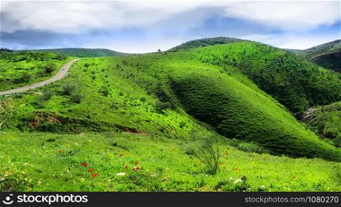 Beautiful green hills in Israel in springtime