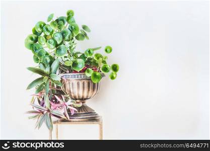 Beautiful green home interior and decor ideas. Urn planter with trends indoor plants : Chinese money plant ( missionary plant ) and Moses-in-the-Boat at white wall background