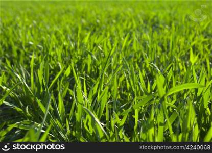 Beautiful green lawn freshly mowed
