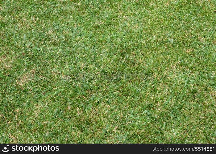 Beautiful green lawns for background