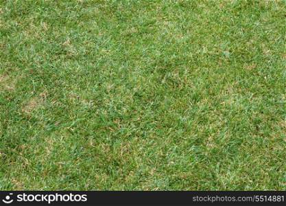 Beautiful green lawns for background