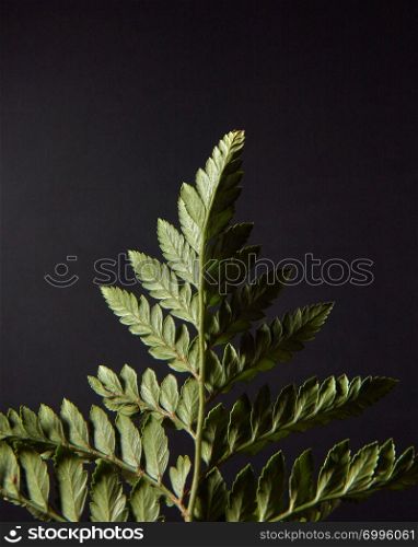 Beautiful green leaf of a fern around a dark background with copy space. Natural layout. Reverse side of green fern with spores on a black background with copy space. Foliage layout