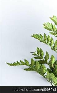 Beautiful green leaf of fern on a gray background with bright light and copy space. Natural layout for postcard. Top view. Fern leaf represented by the reverse side on a gray background with bright light and space for text. Foliage background. Top view