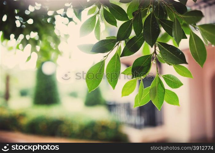 Beautiful green leaves and bright sun, after rain