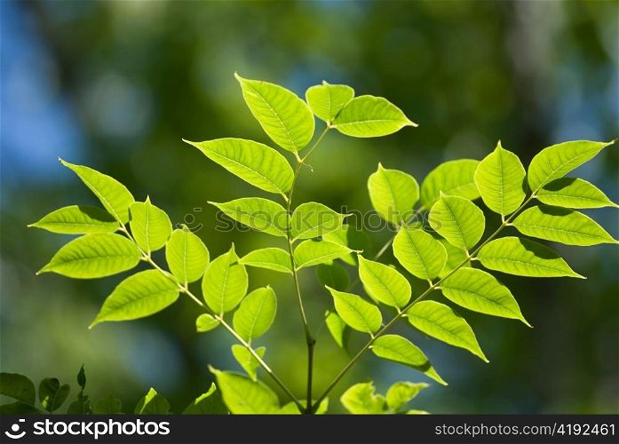 Beautiful green leaves make pattern background