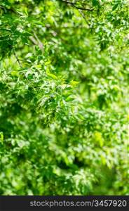 Beautiful green leaves make pattern background at sunny day