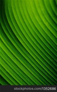 Beautiful Green leaves pattern background and wallpaper.