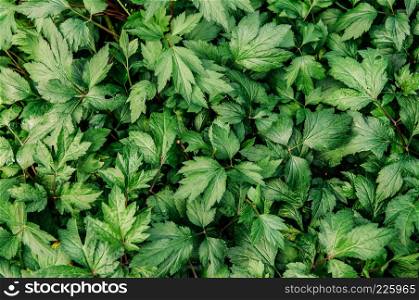 Beautiful green leaves texture of Mugwort plant or Artemisia vulgare, fresh variegated leaves