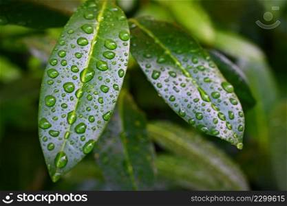 Beautiful green leaves with water drops - dew. Natural green background. Concept for spring and flora.