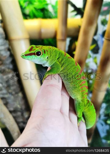 Beautiful green Madagascar phelsuma on a human hand.