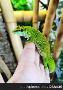 Beautiful green Madagascar phelsuma on a human hand.