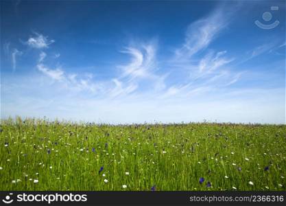 Beautiful green meadow with a great blue sky