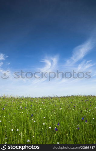 Beautiful green meadow with a great blue sky