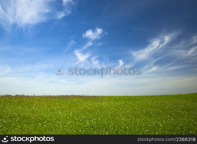 Beautiful green meadow with a great blue sky