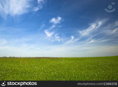 Beautiful green meadow with a great blue sky