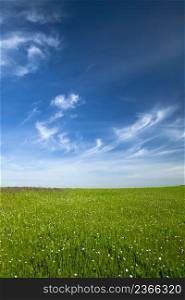 Beautiful green meadow with a great blue sky