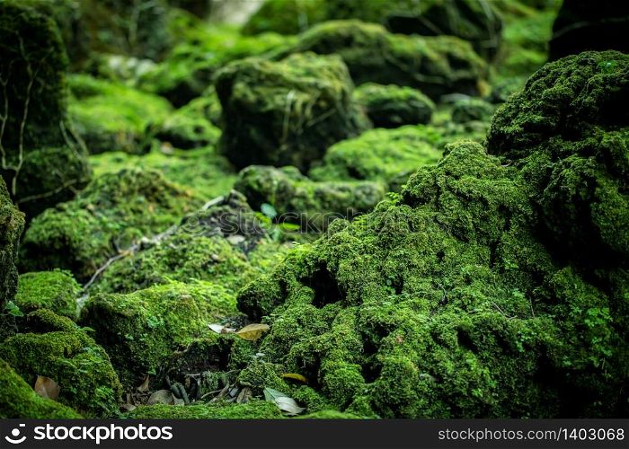Beautiful green moss from the rainforest