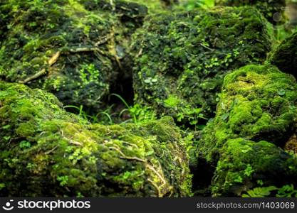 Beautiful green moss from the rainforest