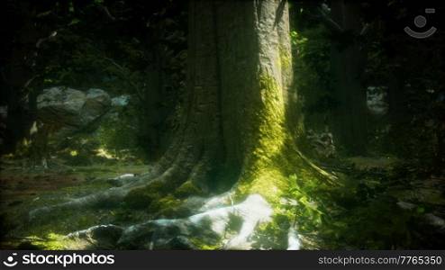 beautiful green moss on the floor and trees