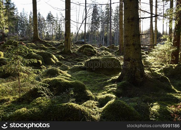 Beautiful green mossy forest ground in a backlit coniferous forest