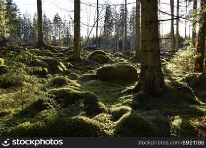 Beautiful green mossy forest ground in a backlit coniferous forest