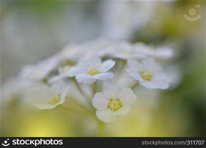 Beautiful Green Nature Background.Colorful Artisitic Wallpaper.Natural Macro Photography.Beauty in Nature.Creative Floral Art.Tranquil nature closeup view.Blurred space for your text.Abstract Spring Flowers.