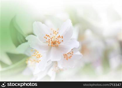 Beautiful Green Nature Background.Colorful Artistic Wallpaper.Natural Macro Photography.Beauty in Nature.Creative Floral Art.Tranquil nature closeup view.Blurred space for your text.Abstract Spring Jasmine Flowers.Copy Space.Wedding Card.