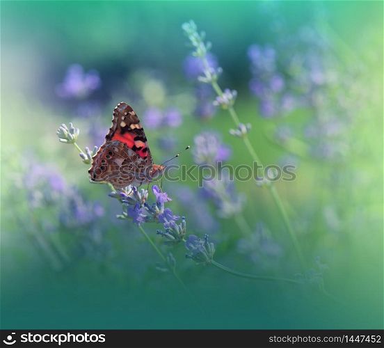 Beautiful Green Nature Background.Floral Art Design.Macro Photography.Floral abstract pastel background with copy space.Butterfly and Lavender Field.Butterfly in Summer Floral Background.Background with a Beautiful Butterfly on a Flower.Artistic Wallpaper