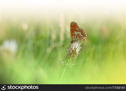 Beautiful Green Nature Background.Floral Art Design.Macro Photography.Floral abstract pastel background with copy space.Butterfly and Lavender Field.Butterfly in Summer Floral Background.Beautiful Butterfly on a Flower.Creative Artistic Wallpaper.