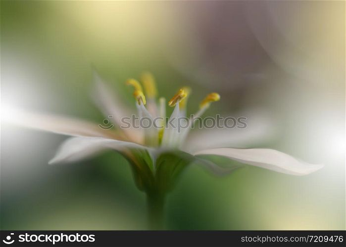 Beautiful Green Nature Background.Floral Art Design.Soft Focus.Macro Photography.Floral abstract pastel background with copy space.Blurred space for your text.Creative Artistic Wallpaper.White Flower.Ecology Energy of Plant.