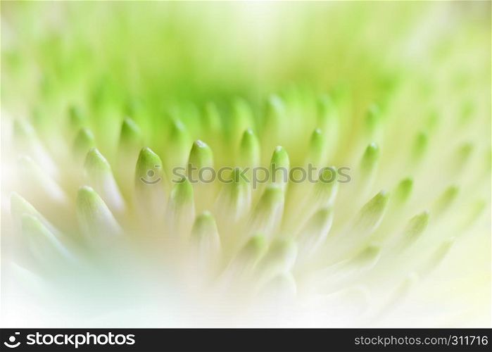 Beautiful Green Nature Background.Floral Fantasy Design.Artistic Abstract Chrysanthemum Flowers.Green leaves.Ecology Energy of plant.Natural Background and Wallpaper.Creative Art.Macro photography.