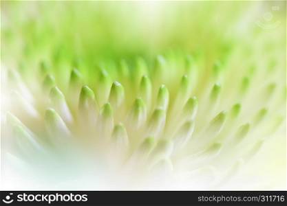 Beautiful Green Nature Background.Floral Fantasy Design.Artistic Abstract Chrysanthemum Flowers.Green leaves.Ecology Energy of plant.Natural Background and Wallpaper.Creative Art.Macro photography.