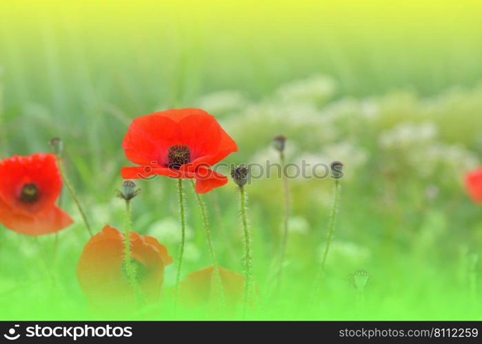 Beautiful Green Nature Background.Macro Photo of Amazing Magic Red Poppy Flowers.Border Art Design.Magic light.Extreme close up Photography.Conceptual Abstract Image.Fantasy Floral Art.Creative Artistic Wallpaper.Web Banner.