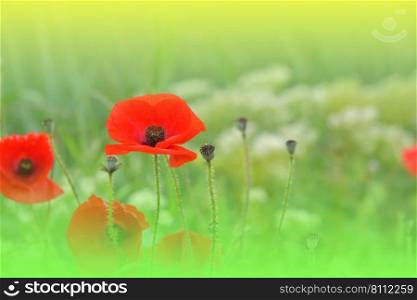 Beautiful Green Nature Background.Macro Photo of Amazing Magic Red Poppy Flowers.Border Art Design.Magic light.Extreme close up Photography.Conceptual Abstract Image.Fantasy Floral Art.Creative Artistic Wallpaper.Web Banner.
