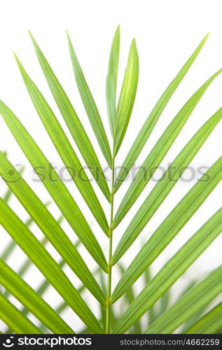 Beautiful green palm leaf on a white background