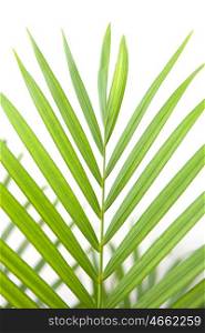 Beautiful green palm leaf on a white background