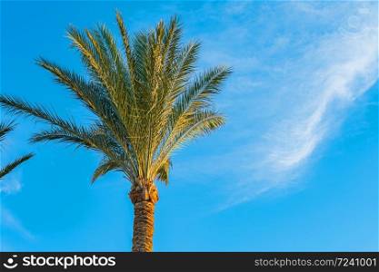 Beautiful green palm tree against the blue sunny sky with light clouds background. Tropical wind blow the palm leaves. Beautiful green palm tree against the blue sunny sky with light clouds background. Tropical wind blow the palm leaves.